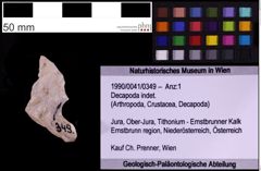 Foto (Objekt + Etiketten) von Decapoda indet. (NHMW-GEO-1990-0041-0349)